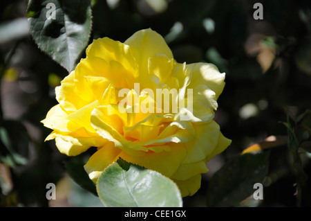 A Western Sun rose In the Rose garden, part of the Botanic gardens in Hagley Park, Christchurch, New Zealand. Stock Photo