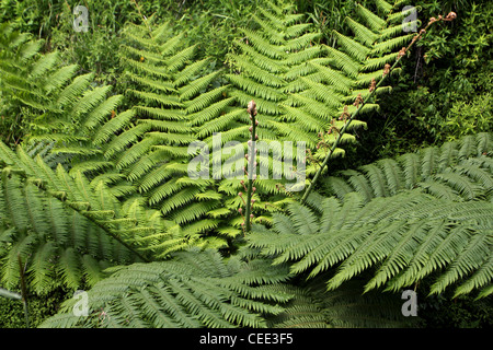 tree fern on Mount Merapi Yogyakarta Indonesia Stock Photo