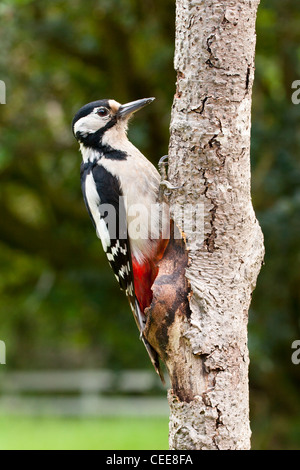 great spotted woodpecker on tree trunk Stock Photo