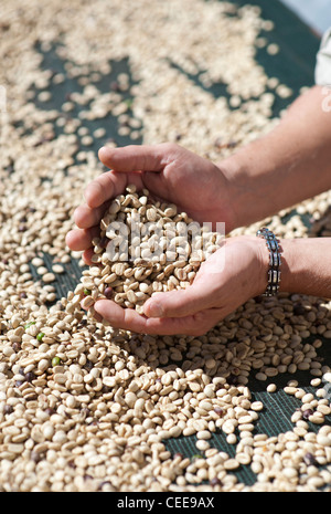 People sorting through coffee beans Stock Photo