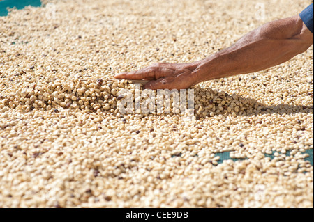 People sorting through coffee beans Stock Photo