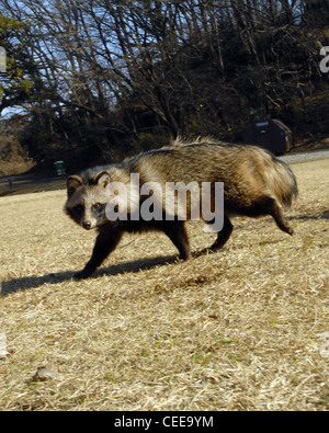 This raccoon dog was captured Jan. 6 on base and released Jan. 8 in a forest at the Tama Hills Recreation Area on Yokota Air Base, Japan. Members of the 374th Civil Engineer Squadron pest management office are responsible for catching and relocating wild animals found on the base, keeping the airfield clear and the pet population safe. Stock Photo