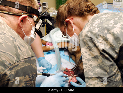 Lt. Col. (Dr.) Mark Henderson drills a hole in the tooth of Air Force military working dog Kitti to perform a root canal with the assistance of Army Capt. (Dr.) Elizabeth Williams Jan. 15 at an air base in Southwest Asia. Dr. Henderson is a 386th Expeditionary Medical Group dentist. Captain Williams is a 218th Medical Detachment veterinarian. The 386th EMDG and the 218th staffs had to combine their resources and experience for the dog's operation. Stock Photo