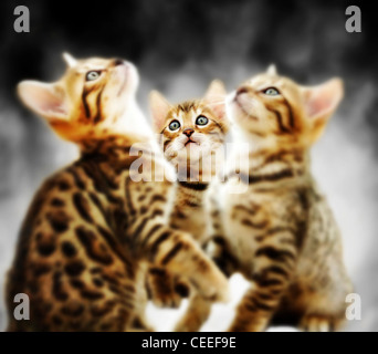 Bengal Kittens Stock Photo