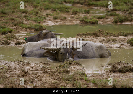 Water buffalos - domestic Asian water buffalo (Bubalus bubalis) bathe in the mud on the island of Koh Yao Noi in Thailand Stock Photo