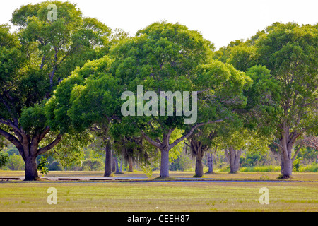 A row of typical trees in the Everglades National Park in Florida. Stock Photo