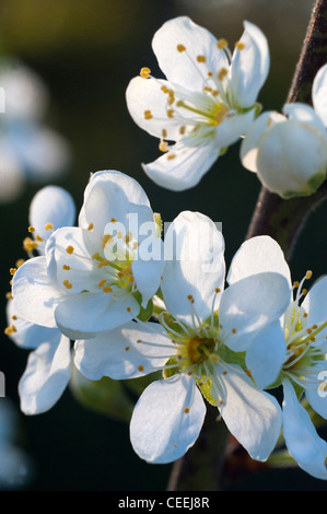 damson blossom (prunus insititia) Stock Photo