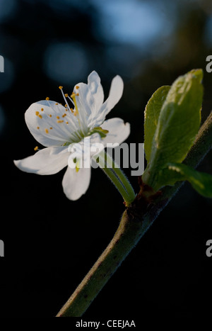 damson blossom (prunus insititia) Stock Photo