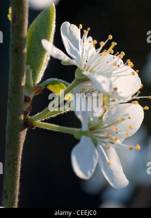 damson merryweather blossom (prunus insititia) Stock Photo