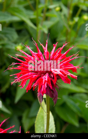 Monarda didyma Scarlet Beebalm flower close up Stock Photo