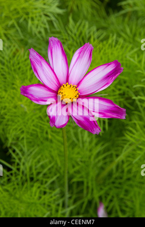 pink daisy aster flower Stock Photo