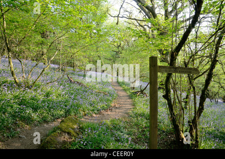 Path through a bluebell carpeted Meldon Woods, on Dartmoor, Devon Stock Photo