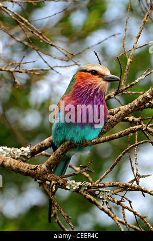 Lilac breasted roller, Masai Mara, Kenya Stock Photo