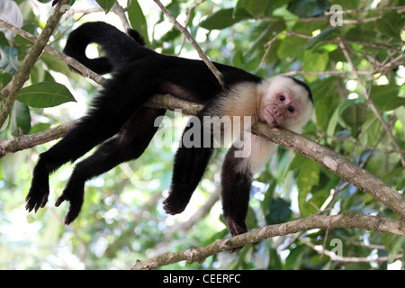 White-headed Capuchin Cebus capucinus Stock Photo