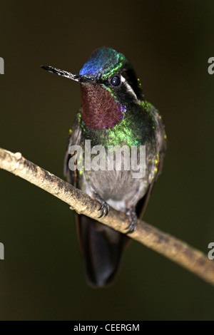 Purple-throated Mountain Gem male - Lampornis calolaemus Stock Photo