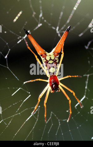 Arrow shaped spider hi-res stock photography and images - Alamy