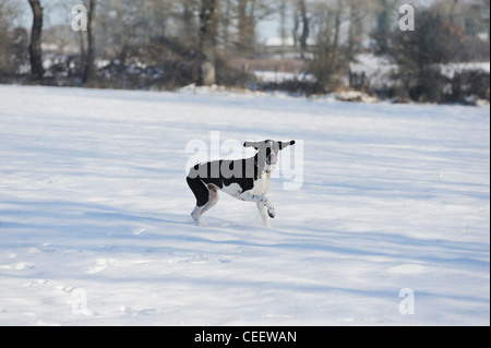 Stock Photo of English Pointer in the snow Stock Photo