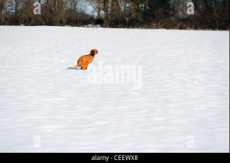 Stock photo of Stock Photo of lone dog in a field going to the toilet Stock Photo