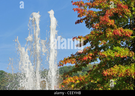 Fountain and Scarlet oak (Quercus coccinea), native to North America in autumn colours in park Stock Photo