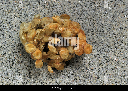 Common whelk (Buccinum undatum) egg mass / sea wash ball on beach, Belgium Stock Photo