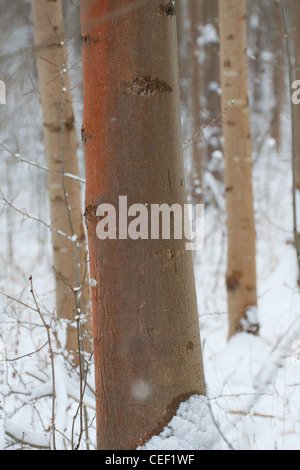 red algae growing on the trunk of a young ash tree in a winter woodland in Suffolk, England Stock Photo