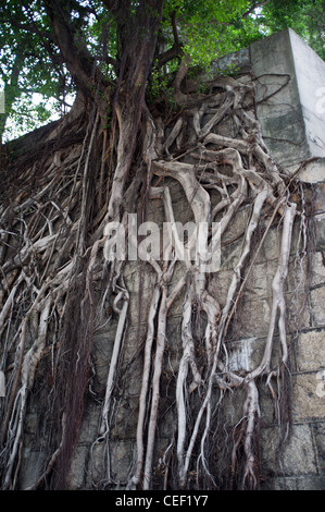 dh  CAUSEWAY BAY HONG KONG Chinese ficus microcarpa Roots of Banyan Tree running down wall china Stock Photo