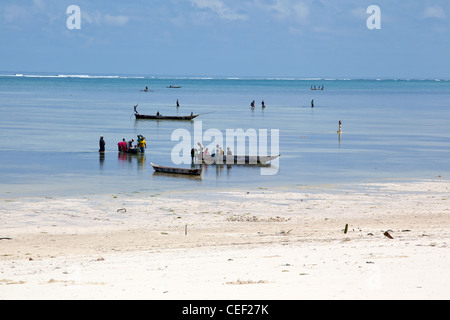 Bwejuu villagers returning from fishing and seaweed harvesting in the sea  at low tide off the coral reef at Bwejuu, Zanzibar Island, Tanzania Stock Photo