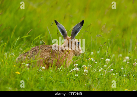 Brown Hare (Lepus capensis) On British Farmland Stock Photo