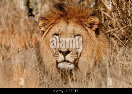 Lion, Kalahari Desert, Namibia, Africa Stock Photo