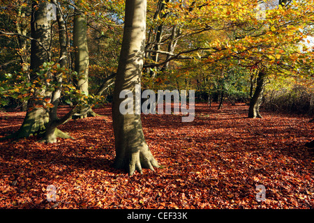 Chilterns beach woods in the autumn Stock Photo