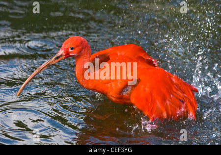 Red wading bird Scarlet ibis or Eudocimus ruber taking a bath and splashing water around Stock Photo