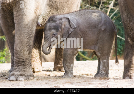 Asian female baby elephant or Elephas maximus staying close to her mother