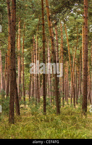 Forest of young and straight pine trees planted for wood on sunny day in summer Stock Photo