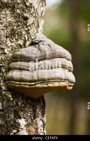 Mushroom Tinder fungus or Fomes fomentarius on birch tree - used in the past for making fire Stock Photo