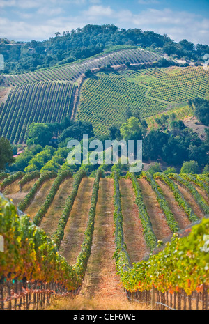 Paso Robles wine country in Southern California. Stock Photo