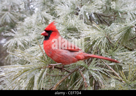 Northern Cardinal perched in Ice Covered White Pine Tree Stock Photo