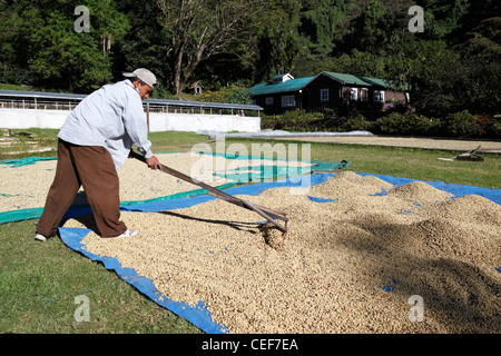 Young man raking coffee beans as they dry at Finca Lerida coffee farm,  near Boquete , Chiriqui , Panama Stock Photo