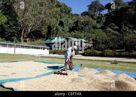 Young man raking coffee beans as they dry at Finca Lerida coffee farm,  near Boquete , Chiriqui , Panama Stock Photo