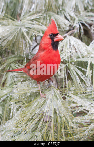 Northern Cardinal perched in Ice Covered White Pine Tree - Vertical Stock Photo