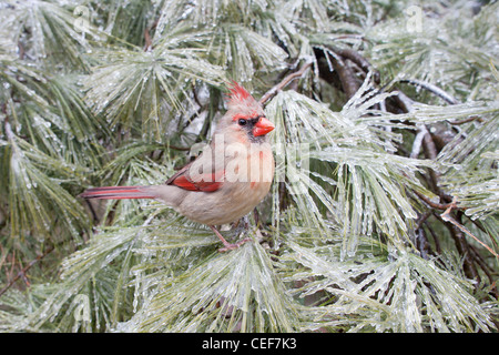 Female Northern Cardinal perched in Ice Covered White Pine Tree Stock Photo