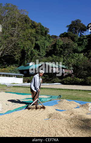 Young man raking coffee beans as they dry at Finca Lerida coffee farm,  near Boquete , Chiriqui , Panama Stock Photo