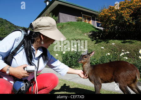 Hispanic woman stroking pet deer at Finca Lerida coffee farm,  near Boquete , Chiriqui , Panama Stock Photo