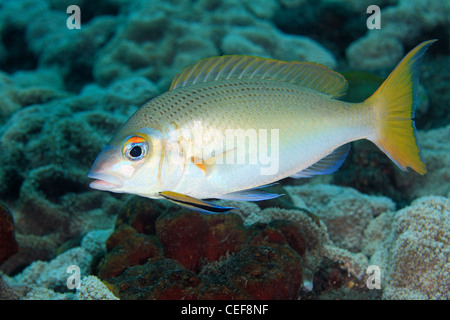 Monogram Monocle Bream, also known as Rainbow Monocle Bream, Scolopsis ...