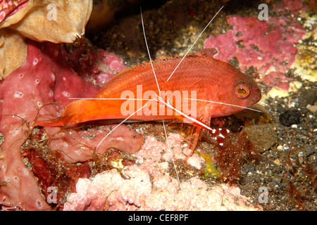 Lyretail Hawkfish, also known as Swallowtail Hawkfish, Cyprinocirrhites polyactis, with a Cleaner Shrimp Lysmata amboinensis. Stock Photo