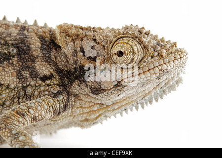 Portrait of a dwarf African Chameleon (Bradypodium karrooicum) on white Stock Photo