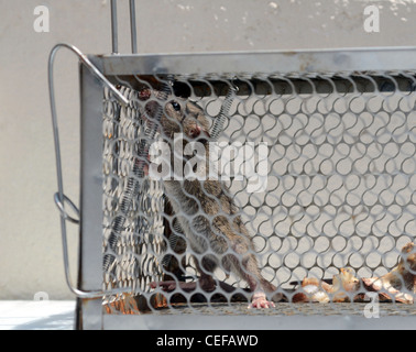 Rat caught in mousetrap Stock Photo