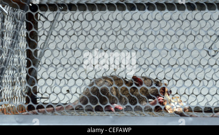 Rat caught in mousetrap Stock Photo