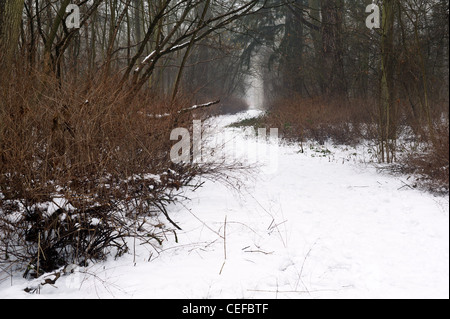 Snowy path towards the light through a murky wood on a misty winter day. Stock Photo