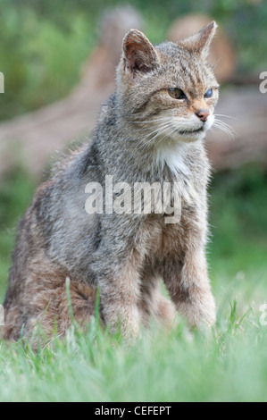 Scottish Wild Cat (Felis silvestris grampia) Stock Photo