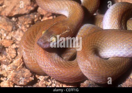 Brown house snake Boaedon fuliginosus mentalis (formerly Lamprophis fuliginosus) Namaqualand South Africa Stock Photo